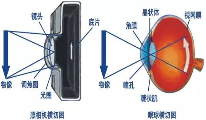 屈光不正第一节、眼球光学